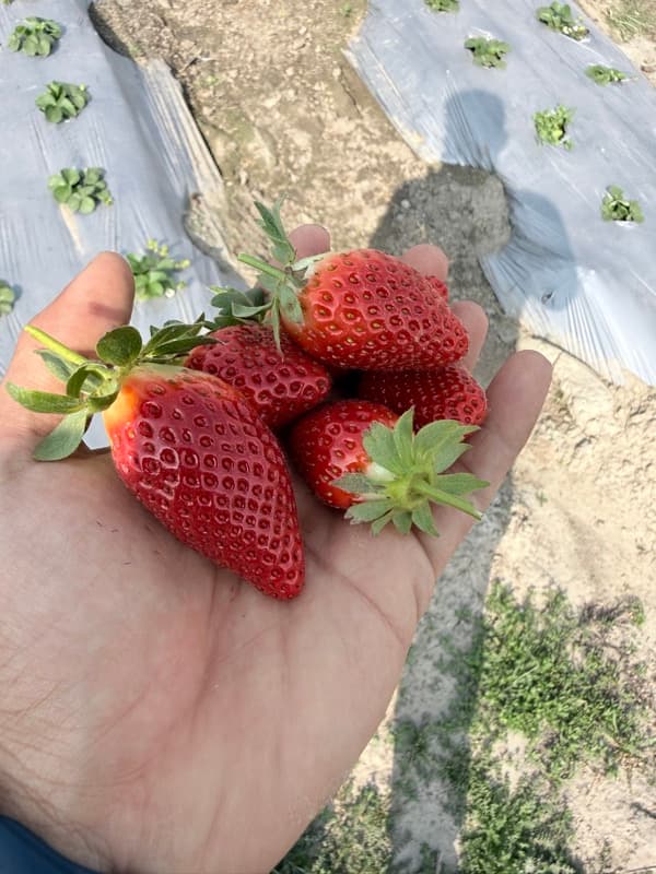 Fresh strawberries handpicked from the farm