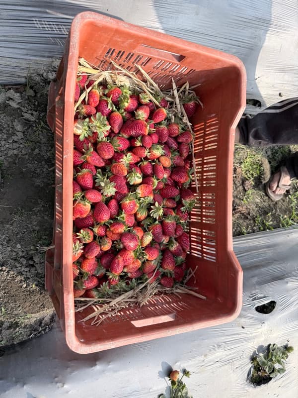 Daily harvest of fresh strawberries
