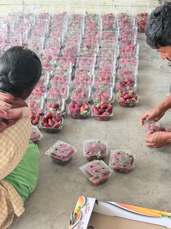 Hand-packing strawberry punnets