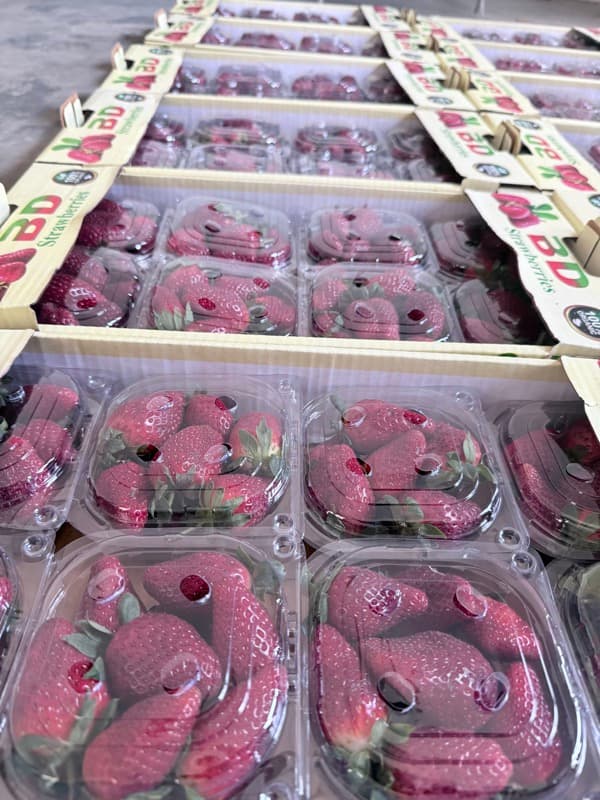 Packed strawberry punnets ready for delivery