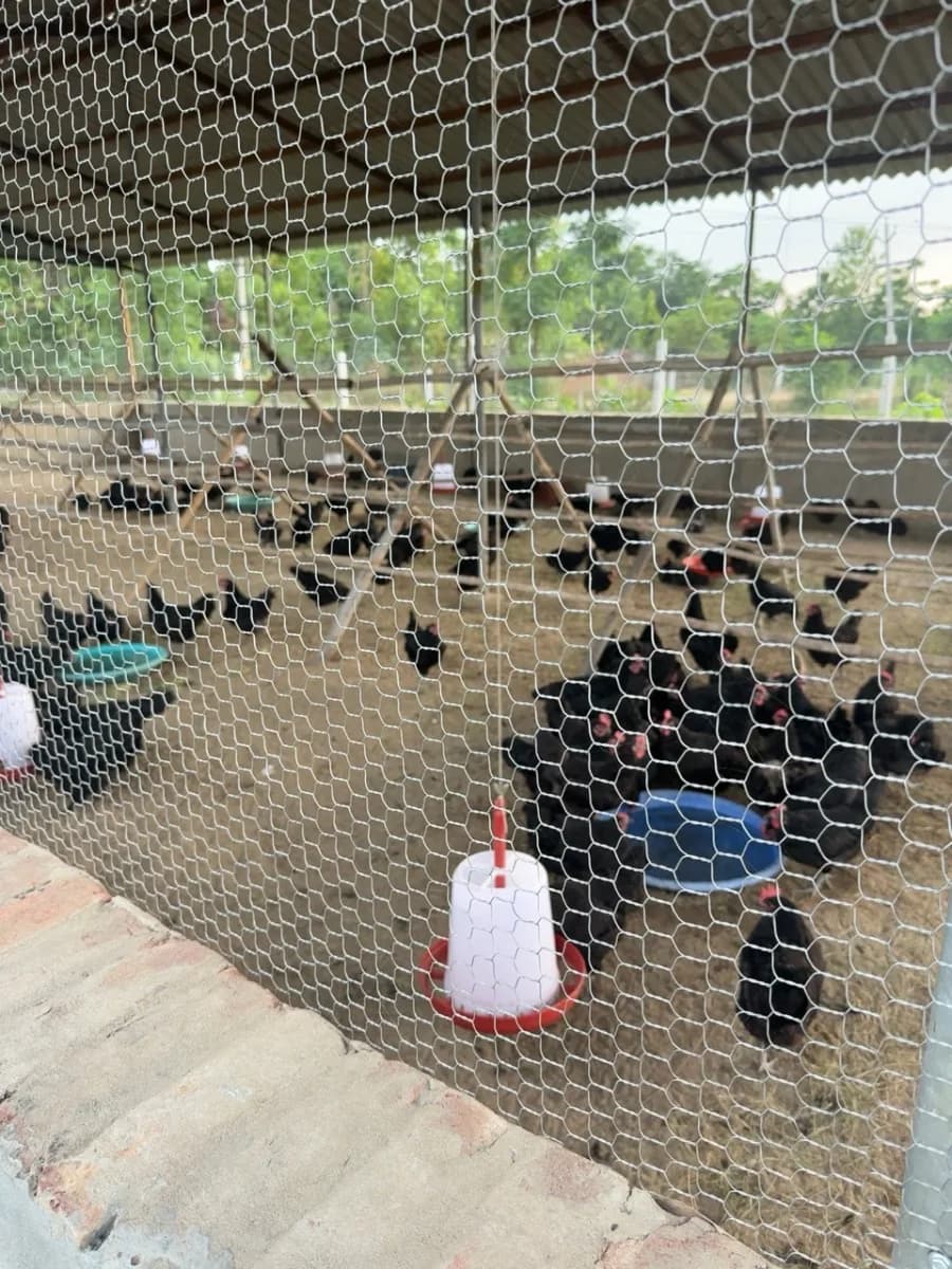 The protected open-ground living area for Growee Farms hens