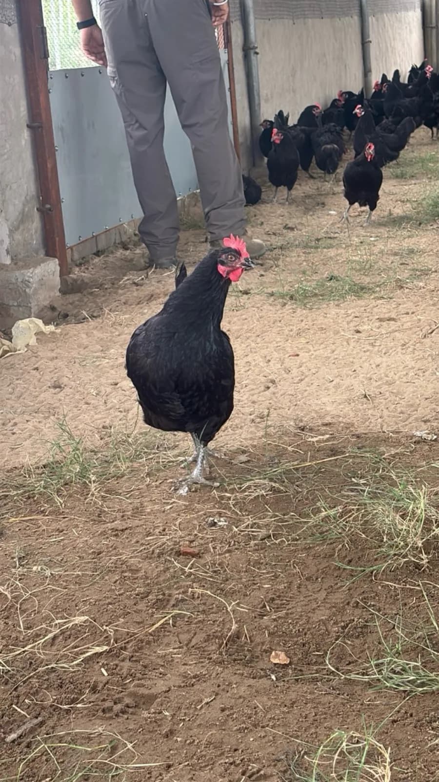 Growee Farms free-range black hens moving together in their farm enclosure