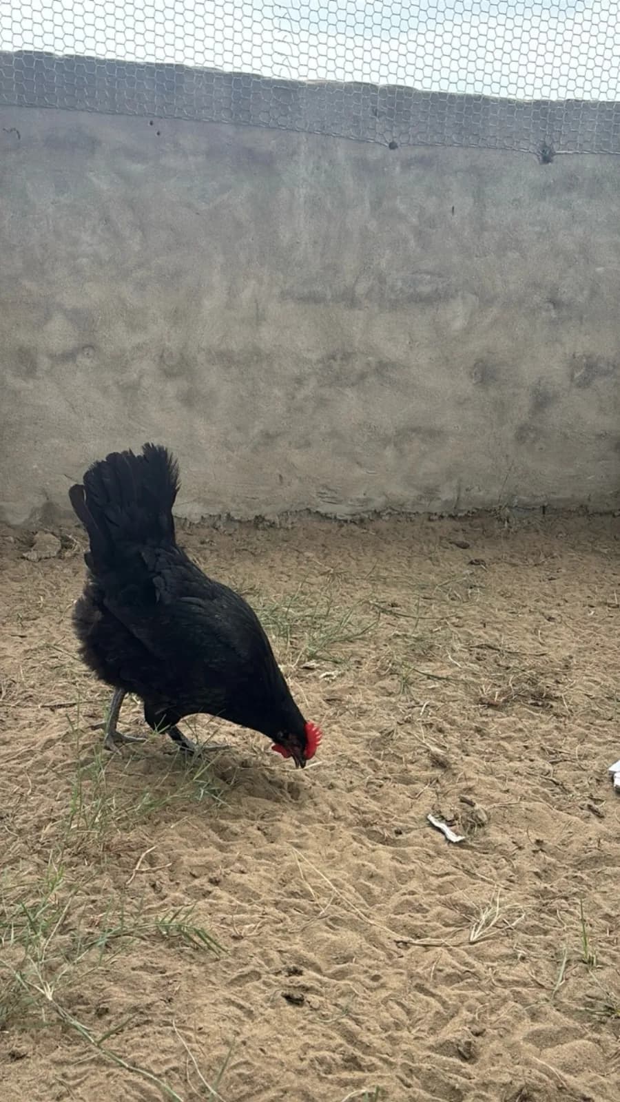 A free-range black hen scratching and foraging naturally at Growee Farms