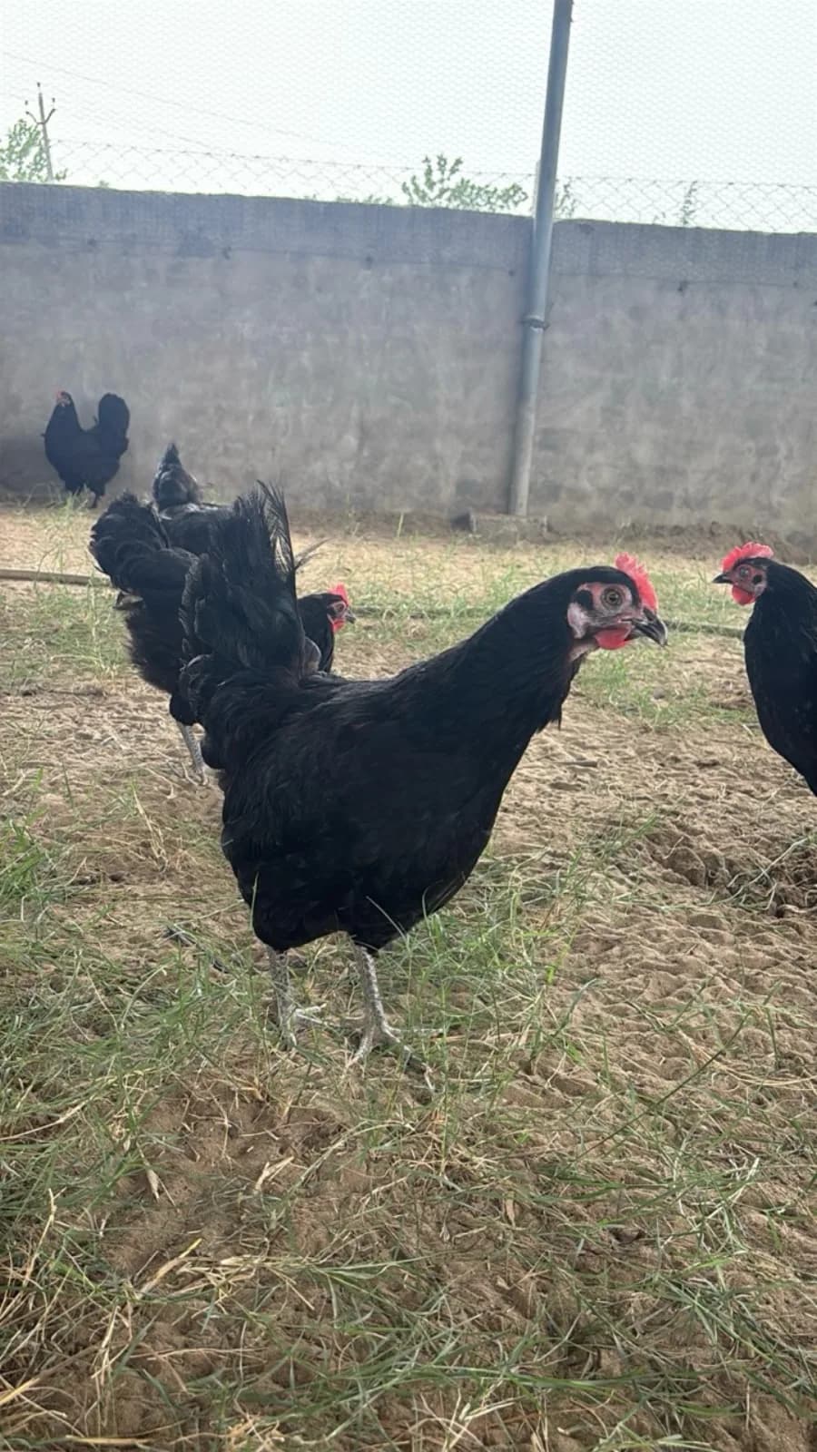 A Growee Farms black hen walking freely on open ground