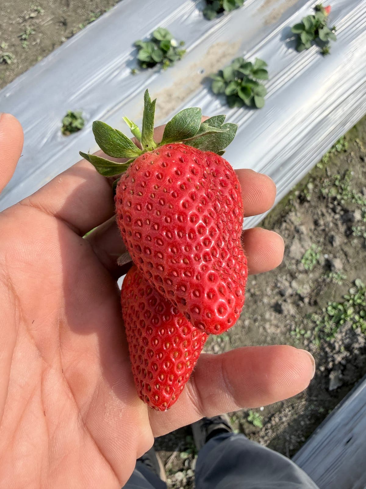 Giant fresh strawberries from Growee Farms