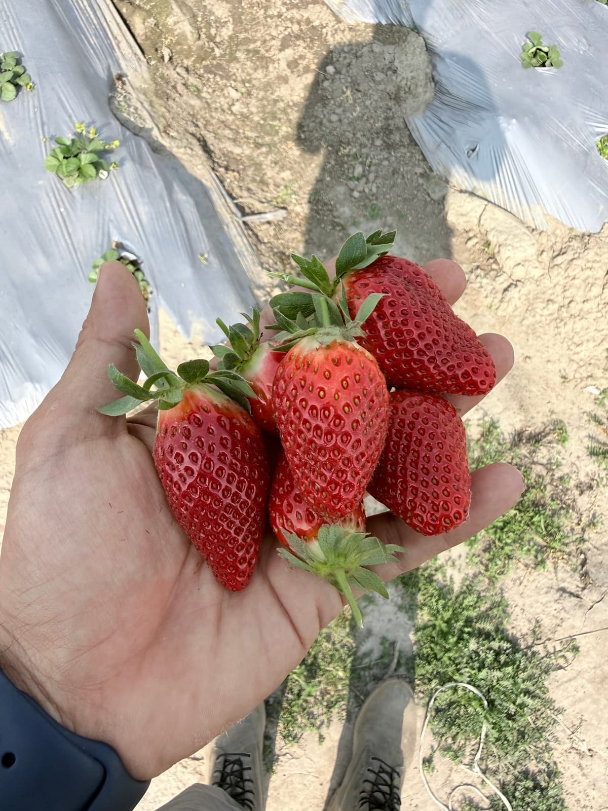 Fresh strawberry delivery in Mohali